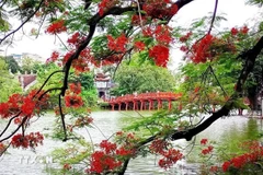 Anciennement appelé le lac d’émeraude en raison de sa couleur verte, le lac de l’Epée restituée est sans doute le site qui a le plus de charme à Hanoi. Photo: VNA