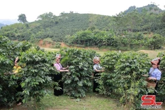 Les membres de la coopérative Ara-Tay Coffee récoltent le café. Photo: baosonla.vn
