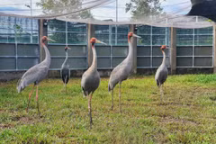 Des grues à tête rouge au Parc national de Tràm Chim, dans la province de Dông Thap. Photo diffusée par la VNA