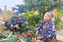 Des agricultrices de Bac Ninh récoltent les litchis. Photo : VNA