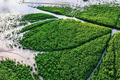 Vue aérienne du forêt de mangrove dans le district de Ngoc Hien, province de Cà Mau. Photo : VnExpress