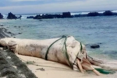Carcasse de baleine échouée près du site de Hon Dun, sur l'île de Be, zone spéciale de Ly Son.