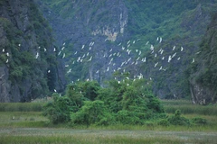 Le Vietnam est considéré comme l’un des sites les plus importants pour les oiseaux migrateurs et endémiques. Photo : VNA