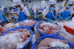 Transformation de pangasius pour l'exportation dans une usine d'Agifish, à An Giang. Photo: VNA