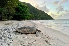 Une tortue marine retourne à la mer après avoir pondu ses œufs sur l'île de Hon Bay Canh. Photo: VNA