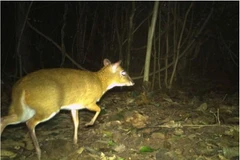 Un chevrotain photographiqué au parc national de Phong Nha-Ke Bàng. (Photo : Comité de gestion du parc national de Phong Nha-Ke Bàng