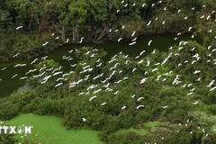 Dans le jardin ornithologique de Thung Nham, province de Ninh Binh. Le tourisme ornithologique est bien plus qu’une simple activité de loisirs : il permet de découvrir la faune locale tout en contribuant à la préservation de la nature. Photo: VNA