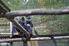Famille de langurs à croupion blanc au Centre de sauvetage des primates menacés. Photo : dantri.com.vn