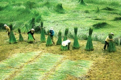 Champ de carex dans les terres alluviales côtières de la région de Kim Son. Photo : baoninhbinh.org.vn