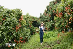 Une touriste visitant un verger de litchis à Bac Giang. Photo: VNA