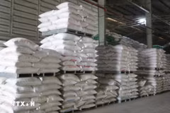Le riz est l’un des principaux postes d’exportation du Vietnam vers Singapour. Photo : VNA