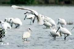 Spatules dans le parc national de Xuân Thuy. Photo : VNA