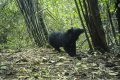 Un système de pièges photographiques enregistre l’ours noir d'Asie dans le parc national de Chu Mom Ray. 