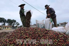 Des agriculteurs récoltent des grains de café dans la ville de Buôn Ma Thuôt, dans la province de Dak Lak, dans les Hauts Plateaux du Centre. Photo : VNA