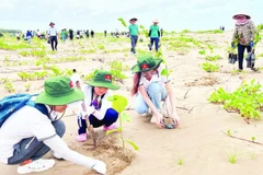 Des touristes plantent des arbres dans la zone côtière de la commune de Thanh Phong (district de Thanh Phu, province de Bên Tre). Photo : NDEL