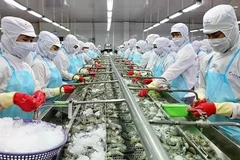 Transformation des crevettes pour l'exportation à l'usine du groupe Minh Phu. Photo : baoangiang.com 