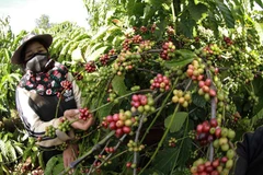 Récolte du café dans le village de Bronngoai, commune d'Ia Pet, district de Dak Doa, province de Dak Nông. La province compte actuellement 142.059 hectares de caféiers. Photo: VNA