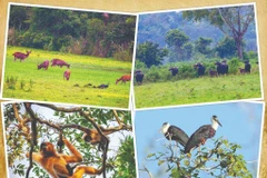 Animaux dans le Parc national de Cat Tiên. 