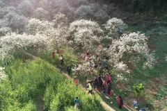 La saison des fleurs de prunier fascine de nombreux voyageurs lorsqu’ils visitent Môc Châu aux premiers jours du printemps. Photo : Internet