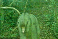 Une photo du bébé éléphant prise le 8 juillet. Photo : Zone de conservation des espèces et de l'habitat des éléphants