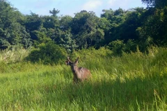 Un cerf d'Eld capturé par un piège photographique installé dans le parc national de Chu Mom Rây, dans la province de Quang Ngai (Centre). Photo : Parc national de Chu Mom Rây