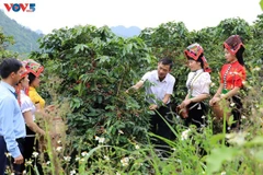 Le café est devenu l’un des produits phares de la province de Son La. Photo: VOV