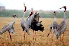 Des grues à tête rouge s’installant auparavant dans le Parc national de Tràm Chim. Photo : Dongthap.gov.vn