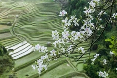 Photo: VietnamPlus