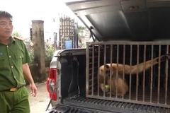 Ce gibbon à joues jaunes sera relâché dans la nature, conformément à la réglementation. Photo : gracieuseté de la police