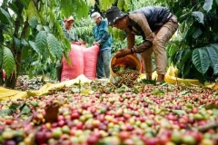 Dans les Hauts Plateaux du Centre, principal centre de production de café du Vietnam, les prix du café ont fortement augmenté.