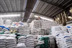 Entrepôt de riz d'exportation de la SARL Duong Vu, dans le district de Thu Thua, province de Long An. Photo: VNA