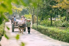 Chaque promenade en charrette à bœufs emmène les touristes le long des chemins de village. Photos: danviet.vn