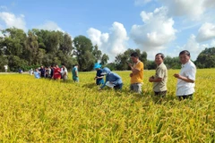 Les agriculteurs du delta du Mékong adoptent des pratiques agricoles durables pour répondre aux exigences des marchés d'exportation de haute qualité grâce à l'initiative Mekong Rice financée par ACIAR et SunRice de 2022 à 2025. Photo : Ambassade d’Australie au Vietnam