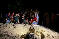 Les touristes aiment participer à la visite pour découvrir les tortues marines en train de pondre leurs œufs. Photo: VNA