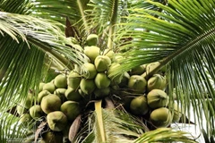 La noix de coco est l’une des spécialités de Bên Tre. Photo: VNP