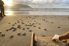 Une expérience émouvante de relâcher des bébés tortues vers la mer. Photo : Six Senses Côn Dao