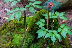 Le ginseng Ngoc Linh affirme progressivement son statut de produit national de portée internationale. Photo : VNP