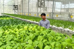 La transformation verte gagne du terrain dans la production agricole. Photo: CVN