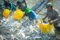 Récolte des pangasius à Dông Thap. Photo: Kinh tế Sài Gòn 