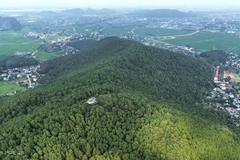 Vue aérienne de la forêt de pins dans la province de Thanh Hoa (Centre), en mars 2024. Photo: VnExpress