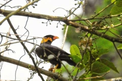 L’un des rares yểng (Gracula religiosa) capturé par un piège photographique dans la réserve naturelle de Dakrông. Photo : VNA