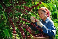 Une agricultrice récoltant du café. Photo : vietnamdecouverte.com