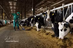 "Dans une ferme de vaches laitières à Gia Lai. La fièvre aphteuse est une maladie virale très contagieuse qui touche les animaux à onglons, notamment les bovins, les porcins, les ovins, les caprins et diverses espèces sauvages. Photo: VNA
