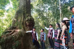 Les Co Tu entretiennent un lien étroit avec la forêt, qu’ils considèrent comme la source de leur culture. Photo : vietnamnet.vn