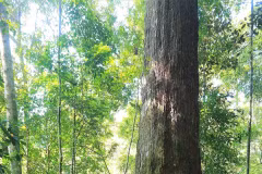 Un arbre de pơ mu millénaire, âgé de plus de 1 000 ans, possède un tronc si imposant que dix personnes ne peuvent pas en faire le tour en se tenant la main. Photo: : vietnamnet.vn