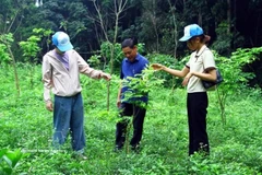 Les habitants plantent des arbres indigènes en amont des cours d'eau dans les zones montagneuses de la province de Quang Tri (Centre). Photo : VNA