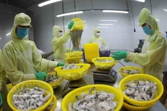 Transformation de crevettes congelées pour l'exportation dans l'usine du groupe Minh Phu, dans la province de Hâu Giang. Photo : VNA