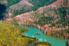 Un coin de la forêt d'érables dans la province de Quang Tri (Centre). Photo: Trân Dinh Duc Hiêu/dulichvietnam.com.vn