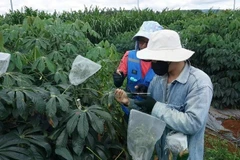 Les experts en recherche du Projet « Systèmes de production durables et résistants aux maladies dans la région du Mékong». Photo: NDEL