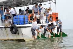Les autorités de la province de Kiên Giang relâchent des crevettes et des crabes juvéniles au port de pêche de Xeo Nhau, dans le district d'An Minh, le 1er avril. Photo: VNA